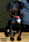 Frazier-Puppy
