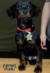 Frazier-Puppy