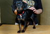 Frazier-Puppy