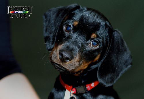Frazier-Puppy