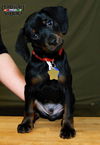 Frazier-Puppy