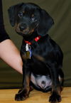 Frazier-Puppy