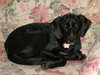 Betsy aka Buddy