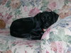 Betsy aka Buddy