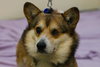 Marti