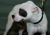 Petey