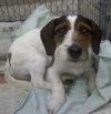 Snoopy