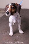 Snoopy