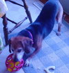Dodger