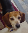 Dodger
