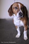 Benson