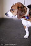Benson