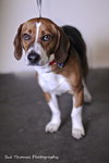 Benson