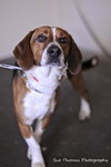 Benson