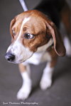 Benson