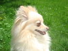 Analiese