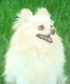 Analiese