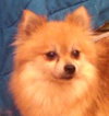 Starr