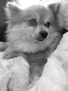 Starr