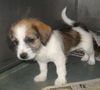 Cara-Puppy