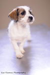 Cara-Puppy