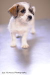Cara-Puppy