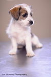 Cara-Puppy