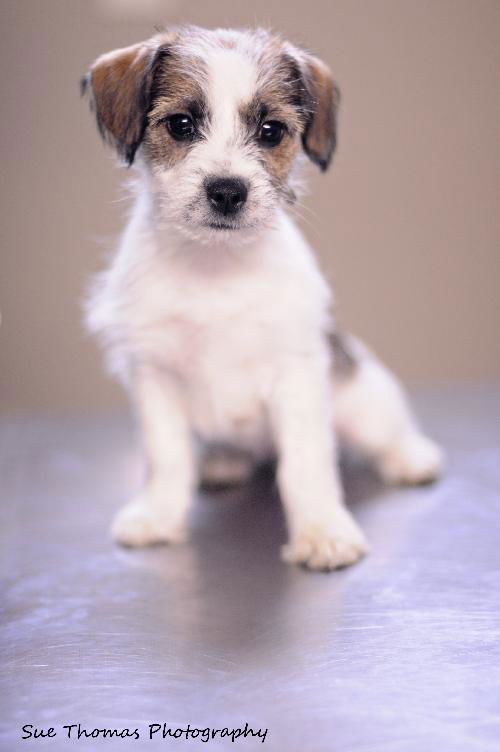 Cara-Puppy