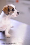 Cara-Puppy