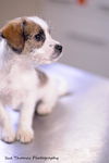 Cara-Puppy