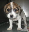 Zuzu-Puppy