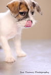 Zuzu-Puppy