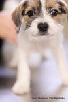 Zuzu-Puppy