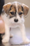 Zuzu-Puppy