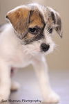 Zuzu-Puppy