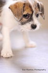 Zuzu-Puppy