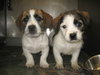 Howie-Puppy