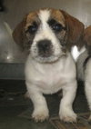 Howie-Puppy