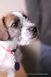 Howie-Puppy