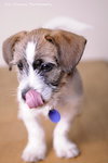 Howie-Puppy