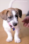 Howie-Puppy
