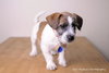 Howie-Puppy