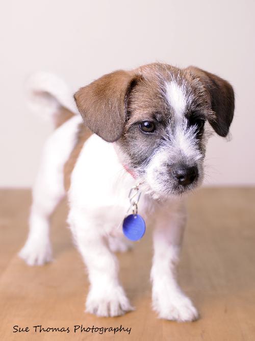 Howie-Puppy