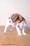 Howie-Puppy