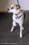 Dotti
