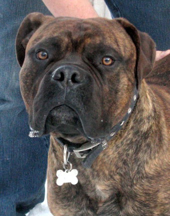 Amos -