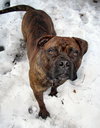 Amos -
