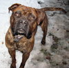 Amos -