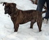 Amos -