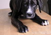 Sheba